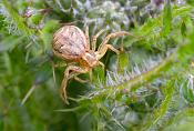 gewone krabspin (Xysticus cristatus) 5-2014 9395